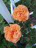 Cup of Gold rose photo