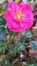 Knirps ® rose photo