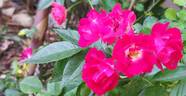 Merveille des Rouges rose photo