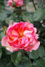 Auguste Escoffier ® rose photo