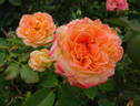 Yankee Doodle ® rose photo