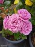 Love Potion ™ rose photo
