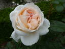 Sebastian Kneipp ™ rose photo