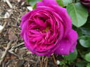 Für Elise rose photo