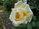 Ambassador rose photo