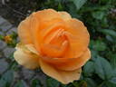 Hansestadt Rostock rose photo