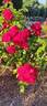 Comunidad de Madrid rose photo