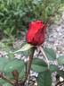Honeysweet rose photo