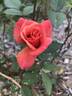 Honeysweet rose photo