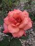 Honeysweet rose photo