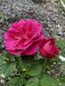 American Legacy rose photo