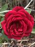 Rhode Island Red rose photo