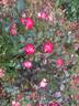 Never Alone rose photo
