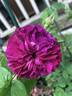08-02-05 rose photo