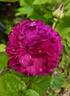 08-02-05 rose photo