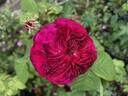 08-02-05 rose photo