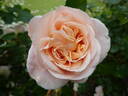 Matthias Claudius rose photo