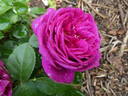 Für Elise rose photo