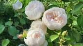 Glamis Castle rose photo