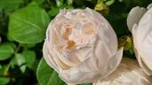 Glamis Castle rose photo