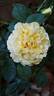 Ville de Chine rose photo