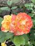 Chihuly ® rose photo
