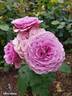 Lavender Ice rose photo