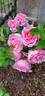 Bienvenue rose photo