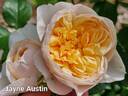 Jayne Austin rose photo