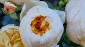 Jayne Austin rose photo