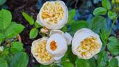 Jayne Austin rose photo