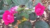 Dominica rose photo