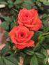 Ann Moore rose photo