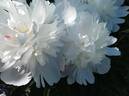 Alba sulphurea peony photo
