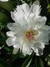Alba sulphurea peony photo
