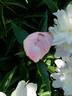 Alba sulphurea peony photo