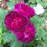 Indigo rose photo
