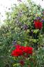 Rob Roy rose photo