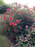 Como Park rose photo