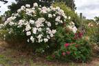 Ann Endt rose photo