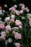 Blissful Sensations rose photo