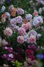 Hubba Dubba rose photo