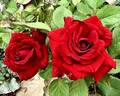 Flaming Hot Cheetos rose photo
