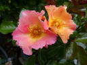 Bee Proud rose photo