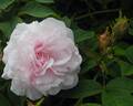 Chloris rose photo