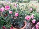 Pink Eden Rose rose photo