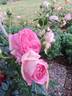 Pink Eden Rose rose photo