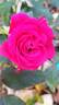 Dominica rose photo