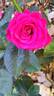 Dominica rose photo