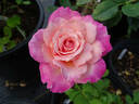 Almondeen rose photo
